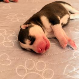 Princess Daisy - Black and white female Siberian Husky puppy in Mc Cleary, Washington from Chelsea's Huskies