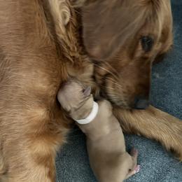 Golden Retriever Puppies from Rosie’s Goldies