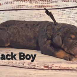 Black - Tri-color male Bernedoodle puppy in Taft, Tennessee from McGraw's Fetching Pups