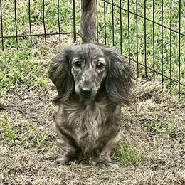 Gypsy - Dachshund