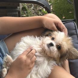 Mal-Shi, Maltese, Maltipoo, Poodle, and Shih Tzu Puppies from Joy-Fur Puppies