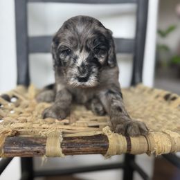 Geranium - Merle Goldendoodle puppy in Fayetteville, Arkansas from Silver Hill Farm