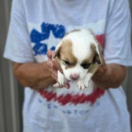 Girl 1 - Red merle and white female American Corgi puppy in Odessa, Missouri from LOYAL T K9's CORGIS