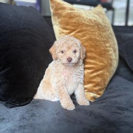 Fudge - Cream male Poodle puppy in Kissimmee, Florida from Unique Poodles