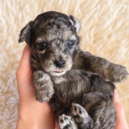 Olive - Merle female Goldendoodle puppy in Millville, California from Hope Lane Kennels