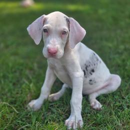 Harlequin Merle 2 - Harlequin female Great Dane puppy in Golconda, Illinois from Breken Great Danes