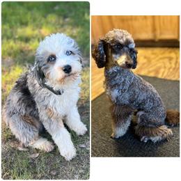 Aussiedoodle puppies from Poodles and Doodles Most Excellent Adventures