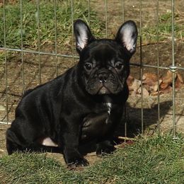 French Bulldog All Grown Up from Crestagard