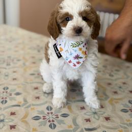 Cavapoo, Goldendoodle, Maltipoo, and Poodle Puppies from Precious Paws Ranch
