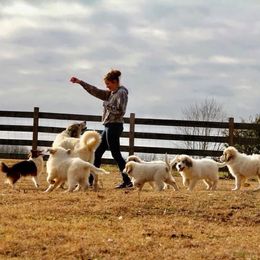 Great Pyrenees and Leonberger Puppies from Easter Acres