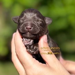 AKC Liver Boy 1 - Liver male Miniature Schnauzer puppy in Lake Placid, Florida from Love Giver Schnauzers