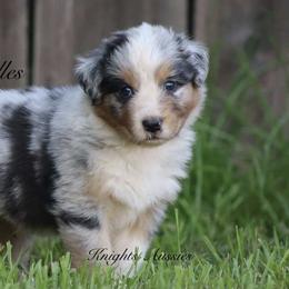 Australian Shepherd Puppies from Knight's Aussies