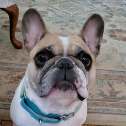 Lily - French Bulldog