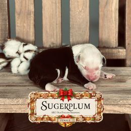 Sugarplum - Gray and white female Old English Sheepdog puppy in Cleveland, Tennessee from Narrow Path Old English & Sheepadoodles