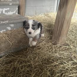 Soda Pop - Blue merle male Miniature Australian Shepherd puppy in Interlachen, Florida from Lucky Bones Miniature Australian Shepherds