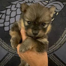 Sage - Orange sable male Pomeranian puppy in Las Vegas, Nevada from SuperNova  & Mystic Magic Pomeranians