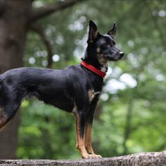 Nadja - Xoloitzcuintli