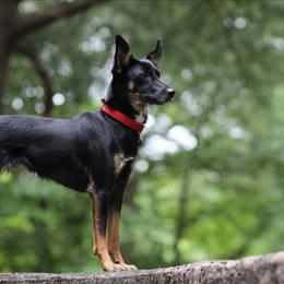 Nadja - Xoloitzcuintli