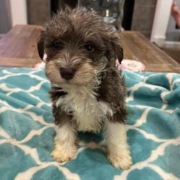 Miniature Schnauzers from Fran’s Miniature Schnauzers