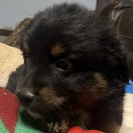 Xray - Black tri male Miniature Australian Shepherd puppy in Godley, Texas from Nana and Paws Aussies