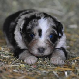 Australian Shepherd Puppies from 10-BAR-Y RANCH