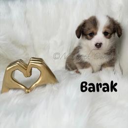 Barak - Sable male Pembroke Welsh Corgi puppy in Denver, Colorado from Monarch Corgis