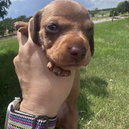 Akc Ellie's girl - Red female Dachshund puppy in De Soto County, Florida from Countridox Dachshunds