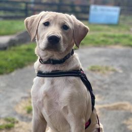 Vodka - Labrador Retriever