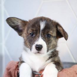 American Corgi, Cardigan Welsh Corgi, and Pembroke Welsh Corgi Puppies from Diamond Corgis