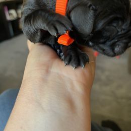 Labrador Retriever and Pembroke Welsh Corgi Puppies from Burress Family Farm and Kennels