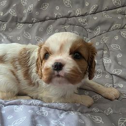 Claire - Blenheim female Cavalier King Charles Spaniel puppy in Pennsylvania from Julie's Cavalier King Charles Spaniels