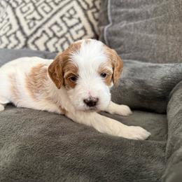 Bailey - Parti female Goldendoodle puppy in Maricopa, Arizona from AZ Designer Goldendoodles