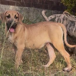 Moose - Fawn male Perro de Presa Canario puppy in Texas from TLR Perro de Presa Canario