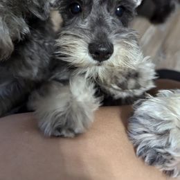 Miniature Schnauzer Puppies from Black Star Farm