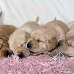 Labrador Retriever Puppies from Berkstone Labradors