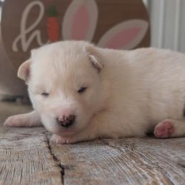 Poppy - White female Siberian Husky puppy in Coshocton, Ohio from Wyant Farms