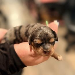 Green - Merle male Cavapoo puppy in Georgetown, Texas from Mc Doodles of Texas LLC