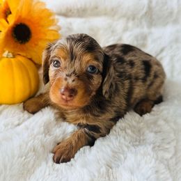 FRECKLES - Dapple female Dachshund puppy in Holtwood, Pennsylvania from Holly Hill Dachshunds