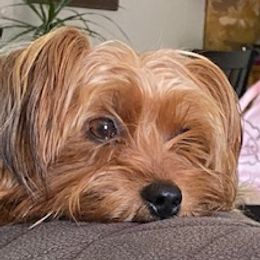 Ellie - Yorkshire Terrier