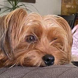 Ellie - Yorkshire Terrier