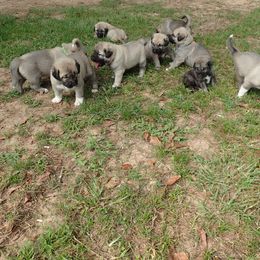 Kangal Puppies from DASA Ridge Kangals