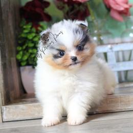 AKC Violet - Blue merle female Pomeranian puppy in Sacramento, California from My Precious Poms