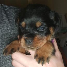 Purple - Black and mahogany female Rottweiler puppy in Tangent, Oregon from Raya's Royals
