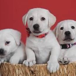 Dilute Retrievers and Labrador Retrievers from Labrador Retriever Puppies