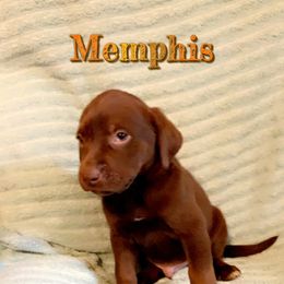 Dilute Retriever and Labrador Retriever Puppies from Clear Creek Kennels