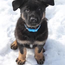 German Shepherd Puppies from Glaurung Kennel