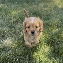 Bacon - Red male Cavapoo puppy in Spanish Fork, Utah from Utah cavapoos