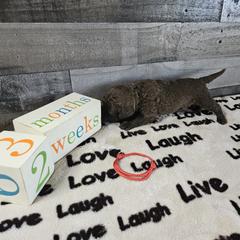 Girl 1 "Red" - Chesapeake Bay Retriever puppy from Creekside Chesapeakes