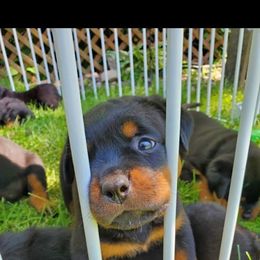 Rottweiler Puppies from Iron Clad Rottweiler