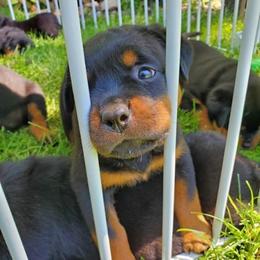 Rottweiler Puppies from Iron Clad Rottweiler